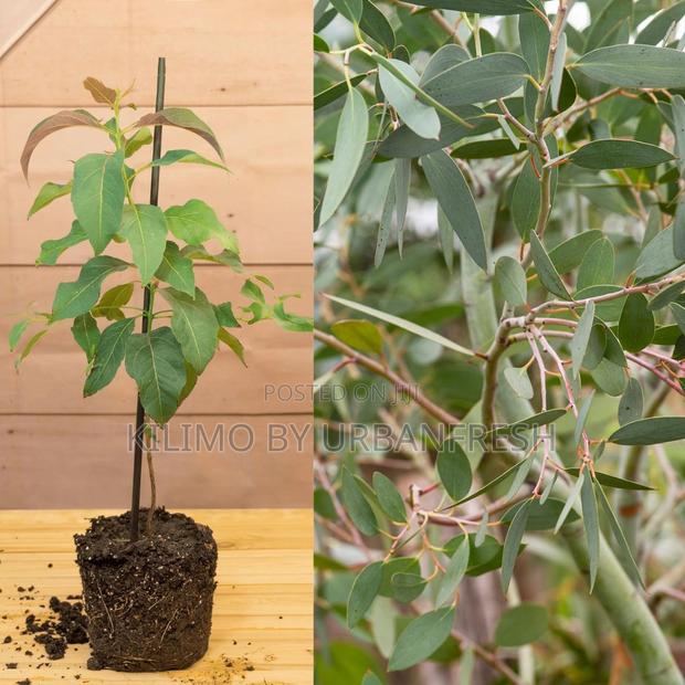 Eucalyptus Camaldulensis Tree Seedling(Moq - main view