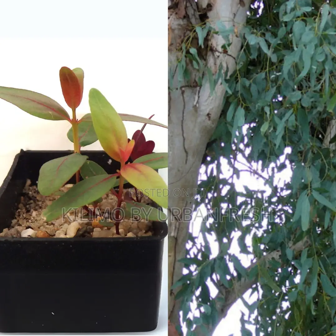 Eucalyptus Globulus Tree Seedling