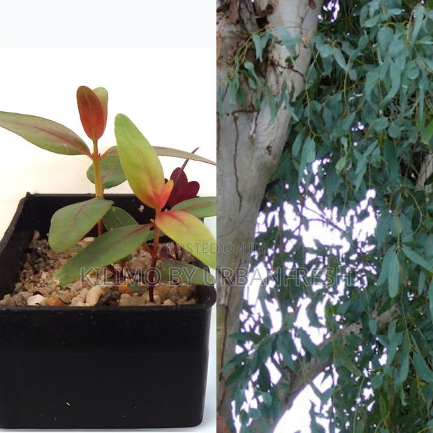Eucalyptus Globulus Tree Seedling - main view