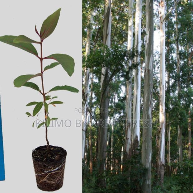 Eucalyptus Grandis Tree Seedling - main view