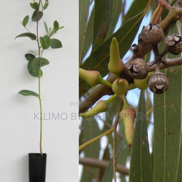 Eucalyptus Hybrid Tree Seedling - main view