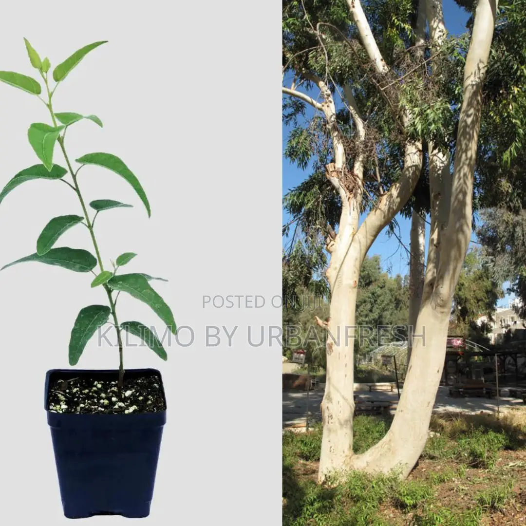 Eucalyptus Saligna Tree Seedling