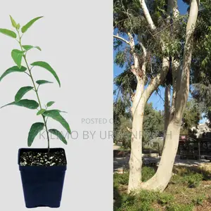 Eucalyptus Saligna Tree Seedling