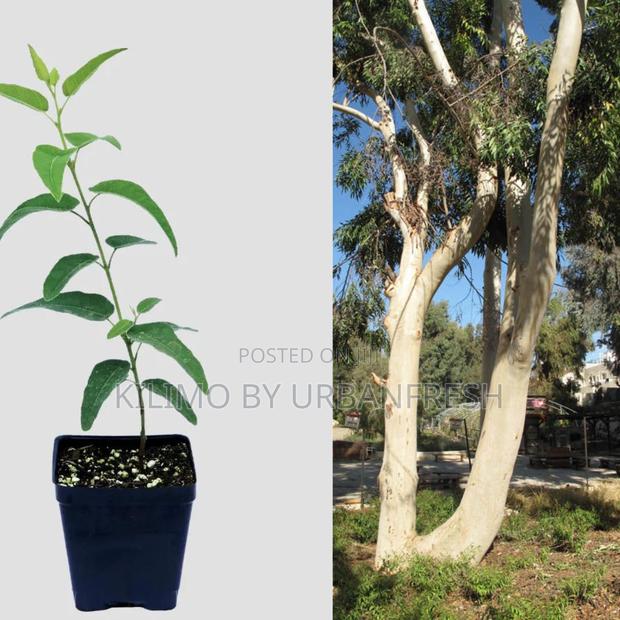Eucalyptus Saligna Tree Seedling - main view