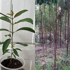 Eucalyptus Urophylla Tree Seedling - thumbnail 2
