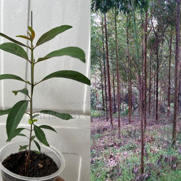 Eucalyptus Urophylla Tree Seedling - main view