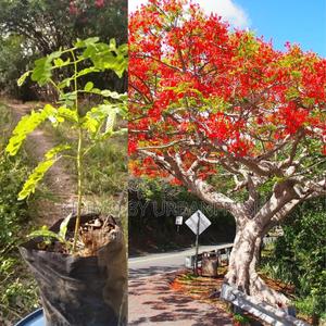 Flamboyant Tree Seedling (Moq 40 Seedlings - main view