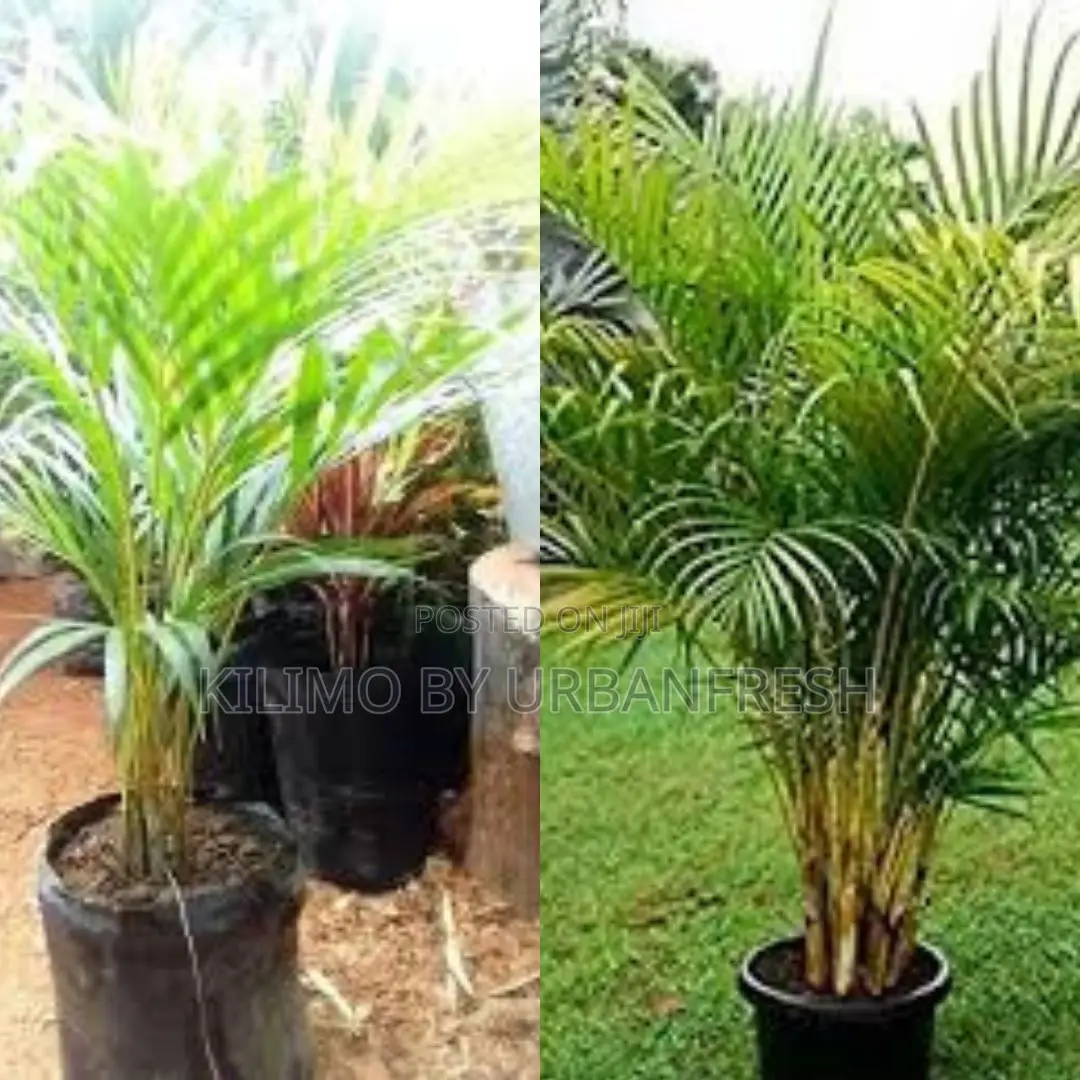 Golden Palm Tree Seedling (Moq KSHS 3000)