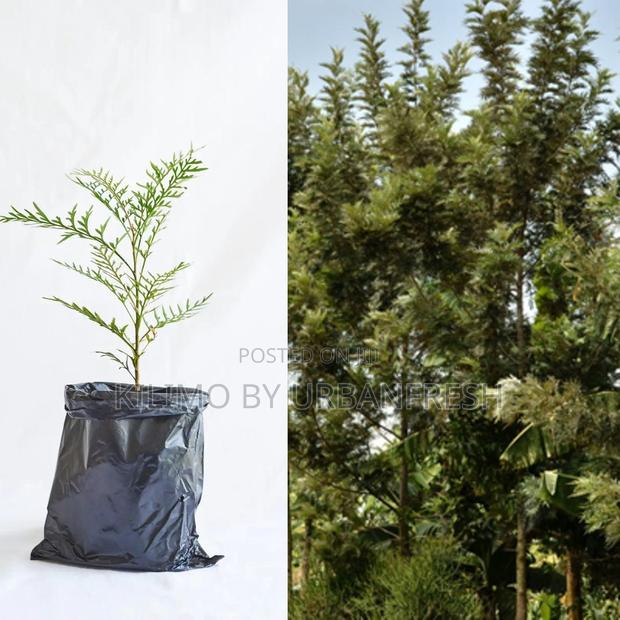 Gravellia Robusta Tree Seedling - main view