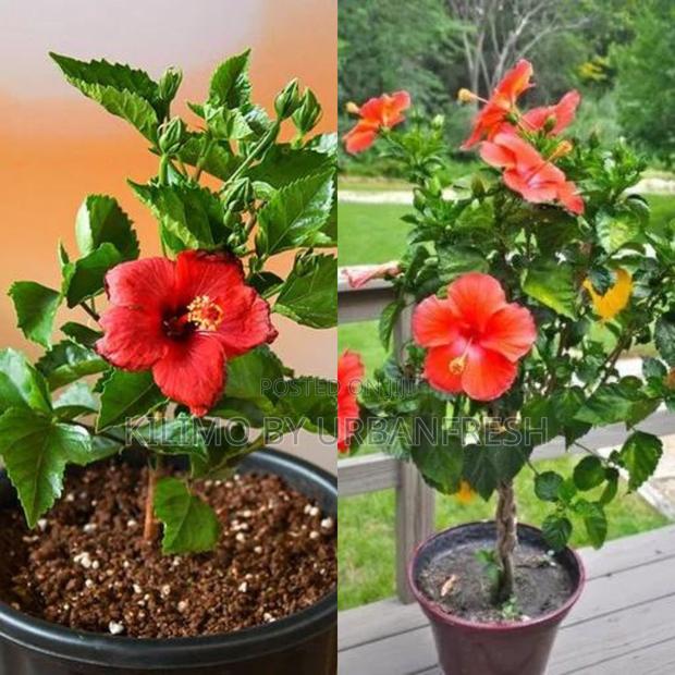 Hibiscus Flower Tree Seedling (Moq KSHS 3000) - main view