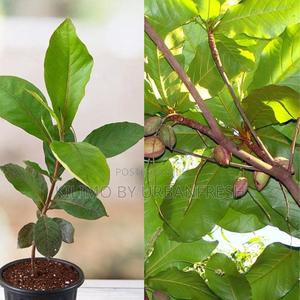 Indian Almond Tree Seedlings Available. - thumbnail 2