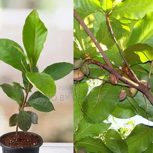 Indian Almond Tree Seedlings Available.