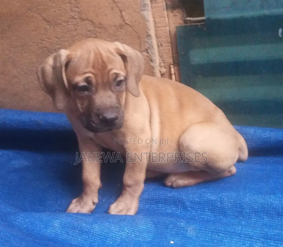 1-3 months Male Purebred Boerboel