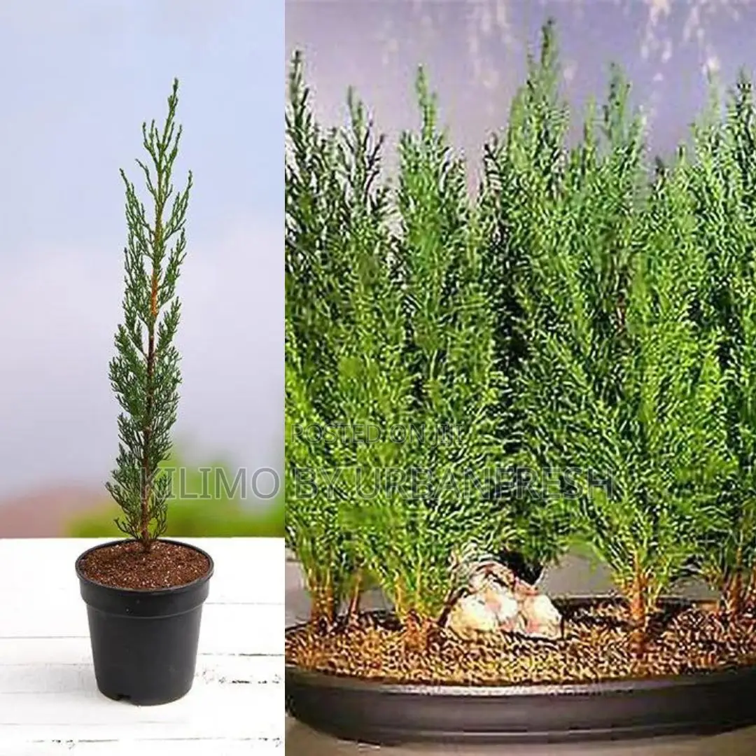 Italian Cypress Tree Seedling (Moq KSHS 3000)
