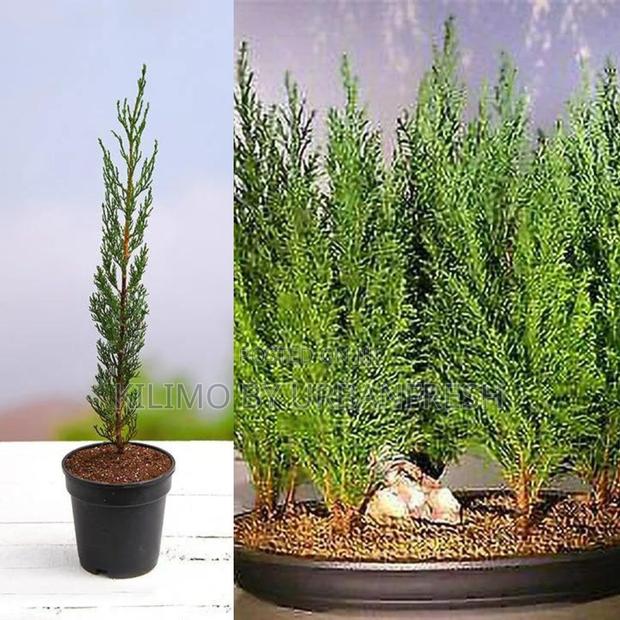 Italian Cypress Tree Seedling (Moq KSHS 3000) - main view