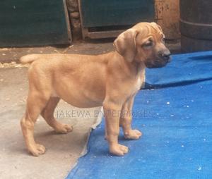 1-3 months Female Purebred Boerboel - thumbnail 2