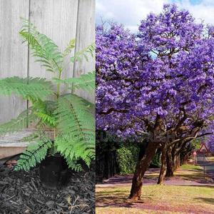 Jacaranda Tree Seedling - thumbnail 2