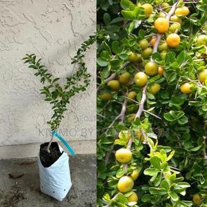 Kei Apple (Kayamba) Tree Seedling - thumbnail 2