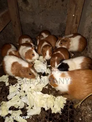 Guinea Pigs for Sale