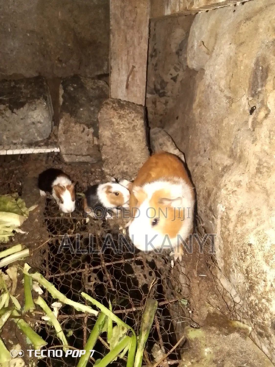 Guinea Pigs for Sale