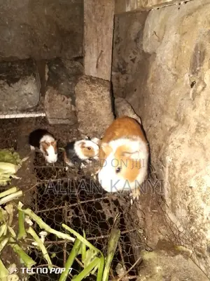 Guinea Pigs for Sale