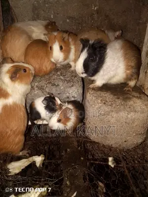Guinea Pigs for Sale