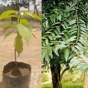 Maesopsys Eminii Tree Seedling