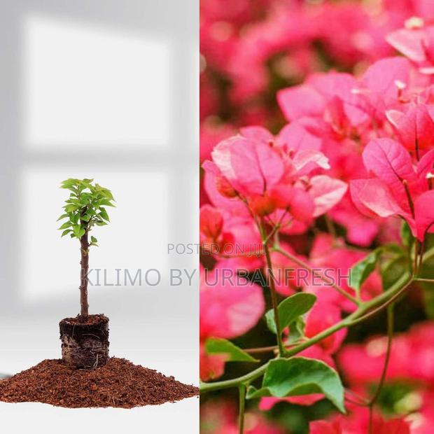 Bougainvillea Tree Seedling - main view