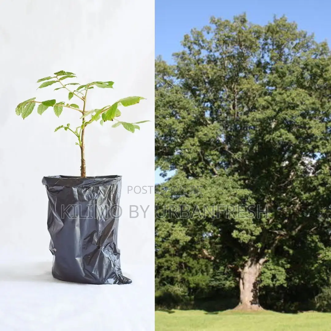 Meru Oak Tree Seedling Moq KSHS 3000