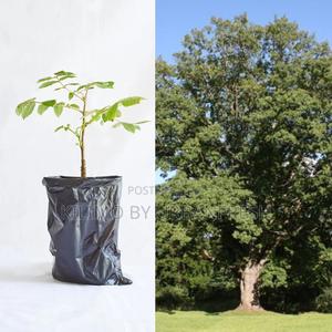 Meru Oak Tree Seedling Moq KSHS 3000 - thumbnail 2