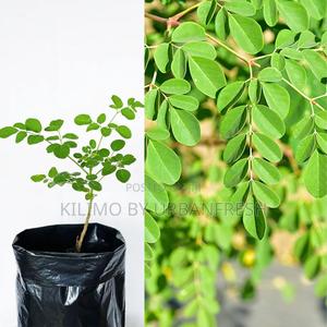 Moringa Tree Seedling Moq KSHS 3000 - thumbnail 2