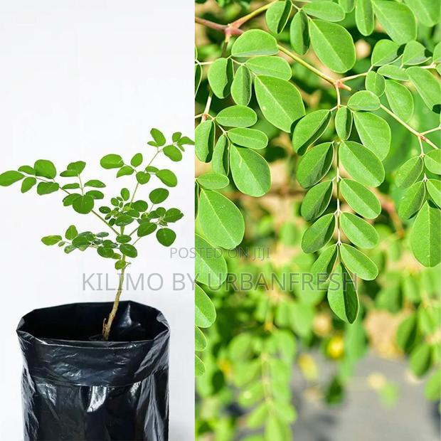 Moringa Tree Seedling Moq KSHS 3000 - main view