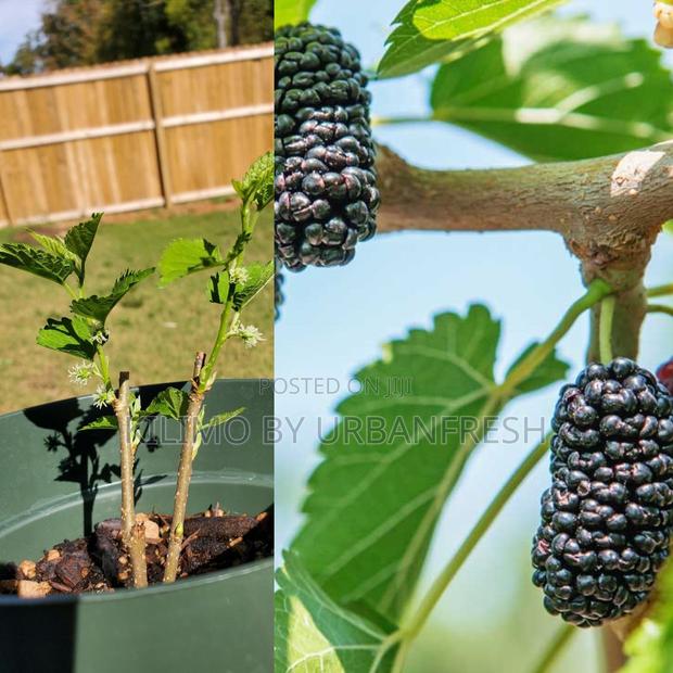 Mulberry Fodder Seedling (Moq KSHS 3000) - main view
