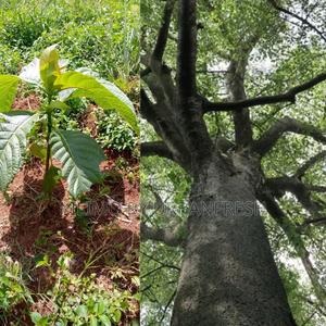 Mvule Tree Seedling Moq 40 Seedlings - thumbnail 2