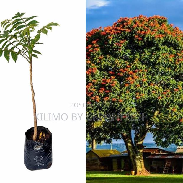 Nandi Flame Tree Seedling Moq KSHS 3000 - main view