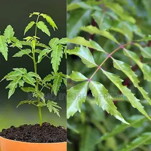 Neem Tree Seedling Moq KSHS 3000