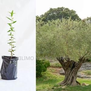 Olive Tree Seedling Moq KSHS 3000 - thumbnail 2