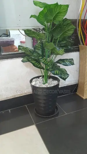 1.2m KSH 3,000 Vase,Plant,Stones