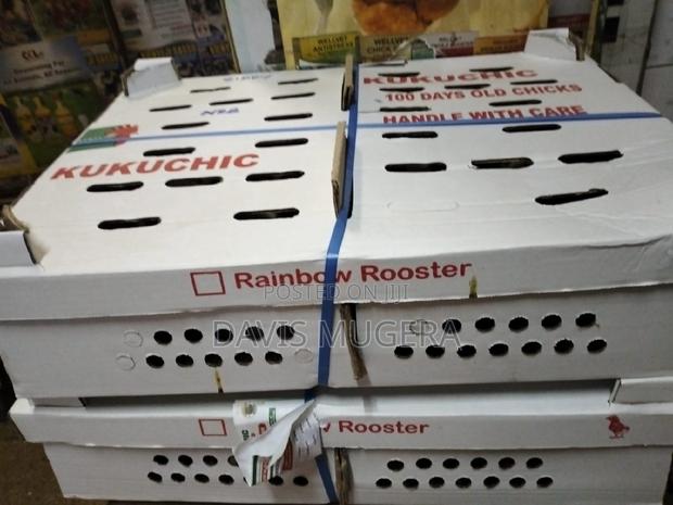 Rainbow Rooster F1 Day Old Chicks Chicken Breed -100 Chicks - main view