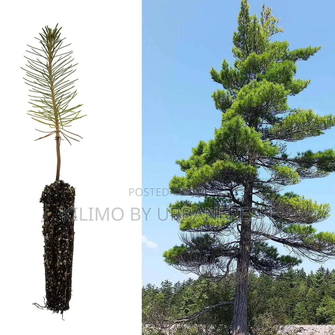 Pine Tree Seedling Moq