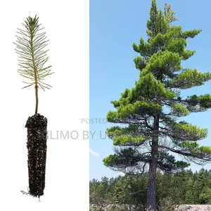 Pine Tree Seedling Moq