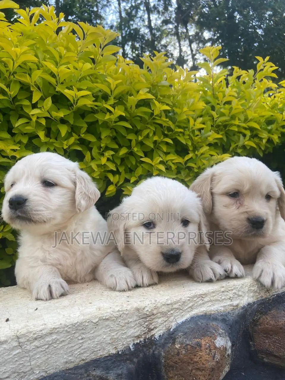 1-3 months Male Purebred Golden Retriever