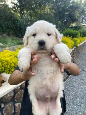 1-3 months Male Purebred Golden Retriever