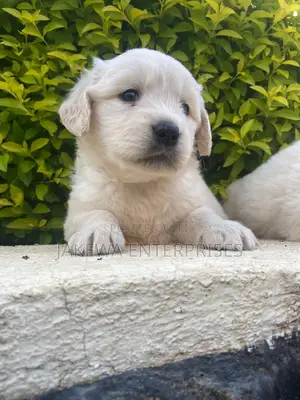 1-3 months Female Purebred Golden Retriever
