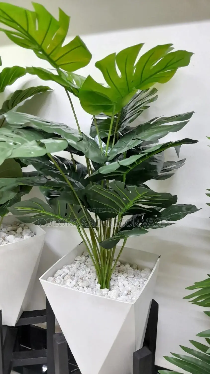 Monstera With a White Vase