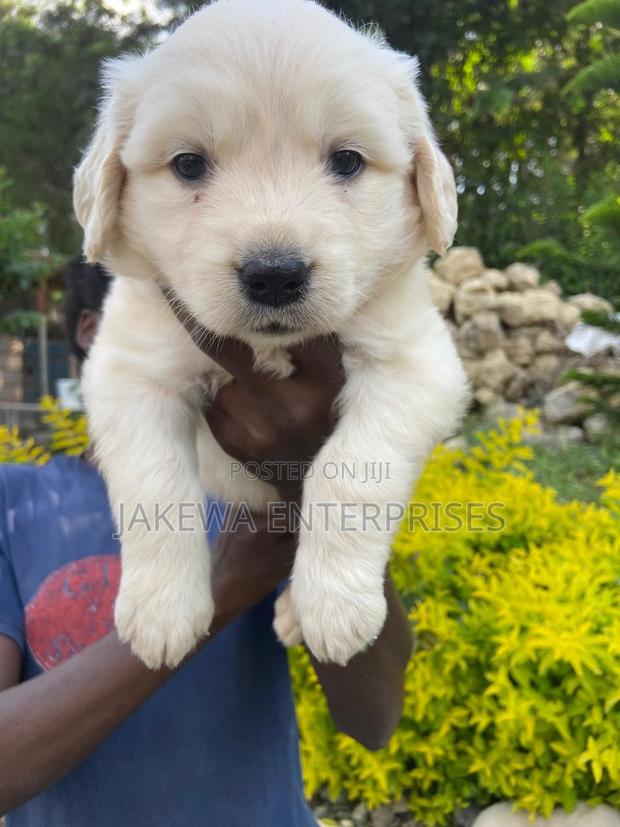 1-3 months Male Purebred Golden Retriever - main view