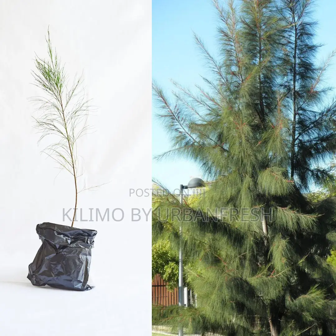 Pine Whistline (Casulina) Tree Seedling Moq KSHS 3000