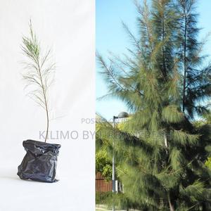 Pine Whistline (Casulina) Tree Seedling Moq KSHS 3000 - thumbnail 2