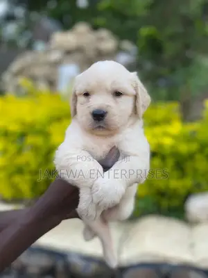 1-3 months Female Purebred Golden Retriever