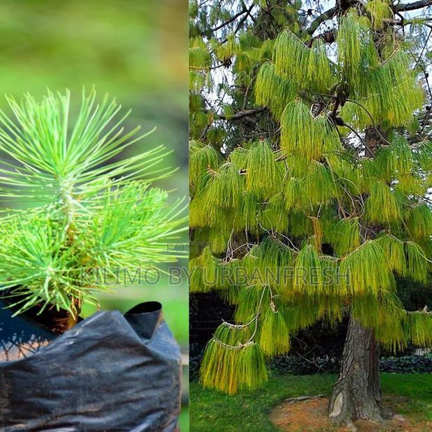 Pinus Patula Tree Seedling ( Weeping Pine ) Moq 100 - main view